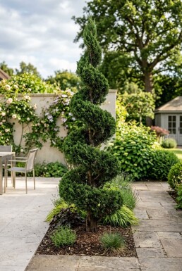 Juniperus chinensis 'Kaizuka' Spiral 140-160 cm C45