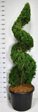Juniperus chinensis 'Kaizuka' Spiral 140-160 cm C45