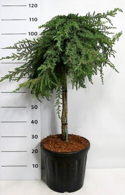 Juniperus communis 'Greenmantle' på stamme 75 cm C18