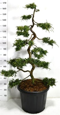 Juniperus communis 'Hornibrookii' bonsai 100-125 cm C45