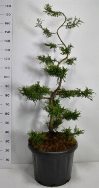 Juniperus communis 'Repanda' bonsai 125-150 cm C45