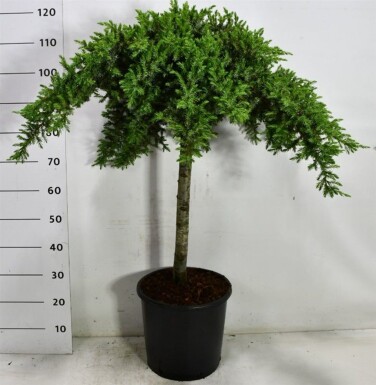 Juniperus conferta 'Schlager' på stamme stammehøjde 80 cm C18