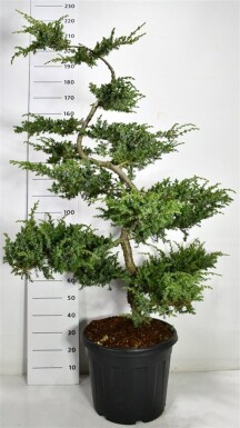 Juniperus conferta 'Schlager' bonsai 150-160 cm C45