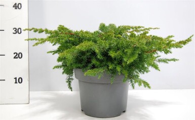 Juniperus conferta 'Schlager' busk 30-40 cm C5