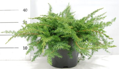 Juniperus conferta 'Schlager' busk 40-50 cm C5