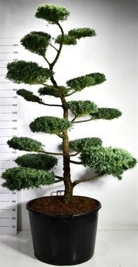 Juniperus media 'Hetzii' bonsai 180-200 cm C160