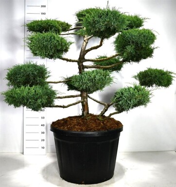 Juniperus media 'Hetzii' bonsai 125-150 cm C180