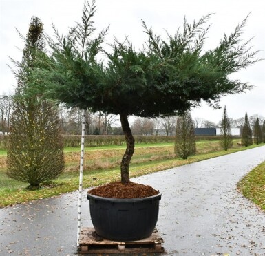 Juniperus media 'Hetzii' på stamme, stammehøjde 100-125 cm C500