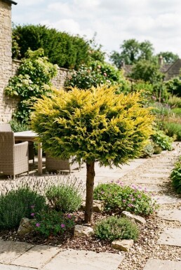 Juniperus pfitzeriana 'Golden Joy' på stamme 60 cm C13