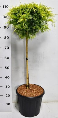 Juniperus pfitzeriana 'Golden Joy' på stamme 60 cm C13