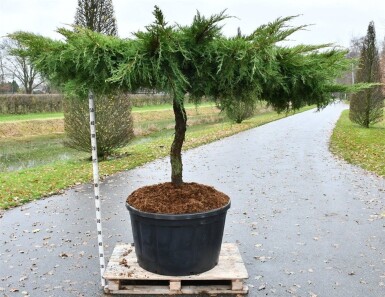 Juniperus pfitzeriana 'Pfitzeriana Aurea' på stamme 80-100 cm C280