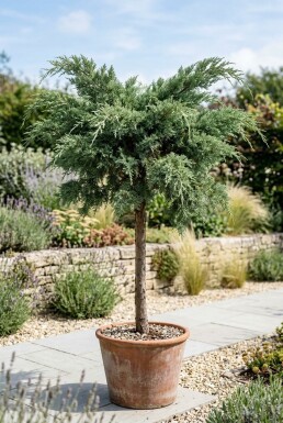Juniperus pfitzeriana 'Mint Julep' på stamme, stammehøjde 100 cm C670