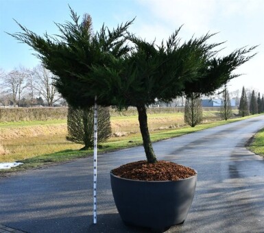 Juniperus pfitzeriana 'Mint Julep' på stamme, stammehøjde 100 cm C670