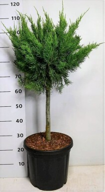 Juniperus pfitzeriana 'Mint Julep' på stamme 40 cm C13