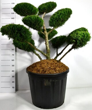 Juniperus pfitzeriana 'Mint Julep' bonsai 80-100 cm C130