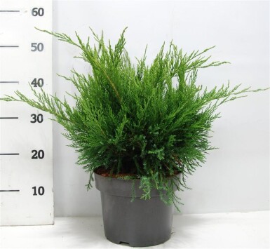 Juniperus pfitzeriana 'Mint Julep' busk 30-40 cm C5