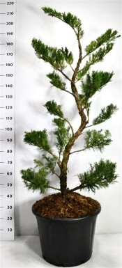 Juniperus pfitzeriana 'Mint Julep' bonsai 125-150 cm C65