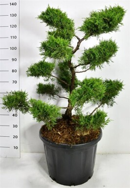 Juniperus pfitzeriana 'Old Gold' bonsai 80-100 cm C45