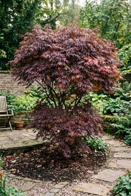 Acer palmatum 'Tamukeyama' busk 125-150 cm C10