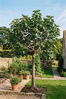 Ficus carica halvtstamme 120 cm stamme C10