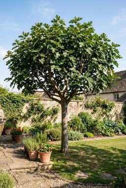 Ficus carica halvtstamme 120 cm stamme C10