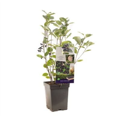 Aronia melanocarpa busk 60 cm C5