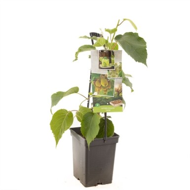 Actinidia chinensis 'Jenny' støttebøjle 50 cm C5