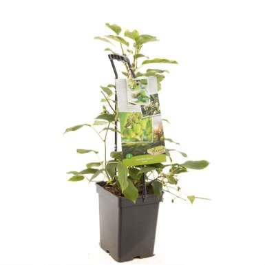 Actinidia arguta 'Issai' støttebøjle 60 cm C5
