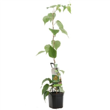 Actinidia chinensis 'Jenny' støttebøjle 50 cm C7,5
