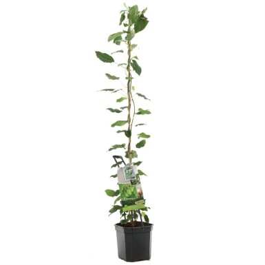 Actinidia arguta 'Issai' støttebøjle 80 cm C7,5