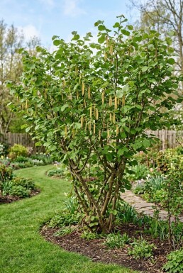 Corylus avellana 'Webb's Prize Cob' Busk 50 cm C9