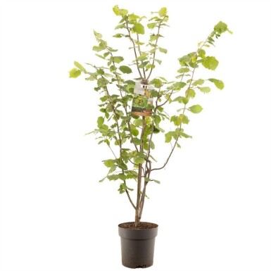 Corylus avellana 'Webb's Prize Cob' Busk 50 cm C9