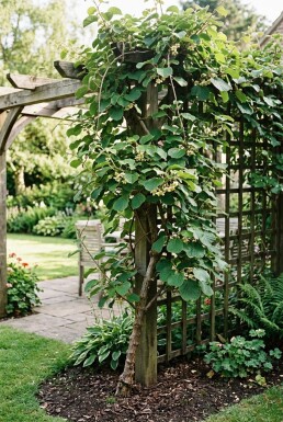 Actinidia deliciosa opstammet 70 cm C2