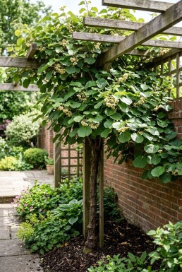Actinidia deliciosa 'Solo' på stamme 80-100 cm C2