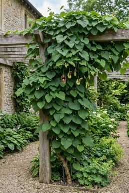 Aristolochia macrophylla på opstammet 70 cm C2