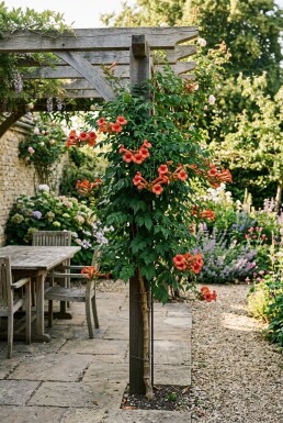 Campsis radicans stamme 70 cm C2
