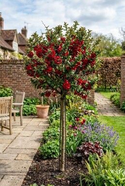 Chaenomeles superba 'Nicoline' opstammet 70 cm C2