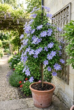 Clematis 'Blekitny Aniol' opstammet 70 cm C2