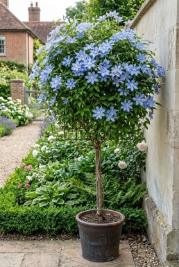 Clematis 'Blekitny Aniol' opstammet 70 cm C2