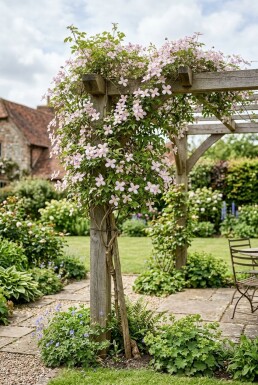 Clematis montana 'Fragrant Spring' opbundet 70 cm C2