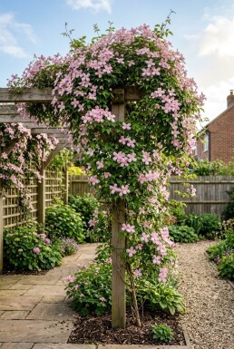 Clematis montana 'Freda' opstammet 70 cm C2