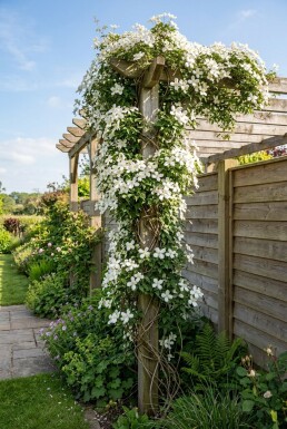 Clematis montana grandiflora på opstammet 80-100 cm C2