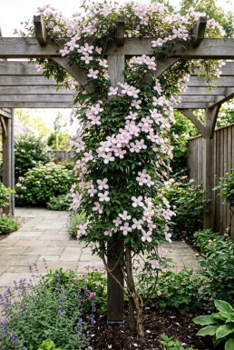 Clematis montana 'Mayleen' på stamme 70 cm C2