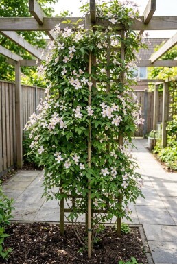 Clematis montana 'Mayleen' på stamme 70 cm C2