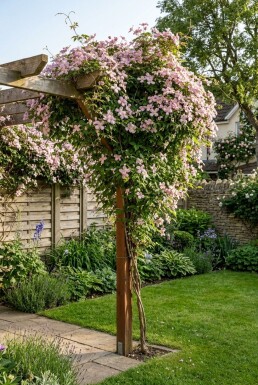 Clematis montana rubens opstammet 80-100 cm C2