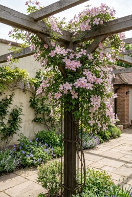 Clematis montana 'Tetrarose' med opstammet 70 cm C2