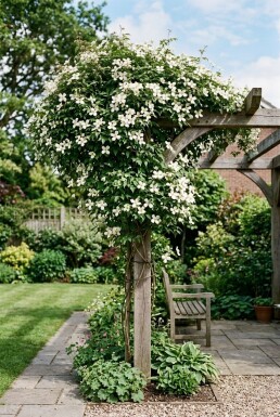 Clematis montana wilsonii opstammet 70 cm C2