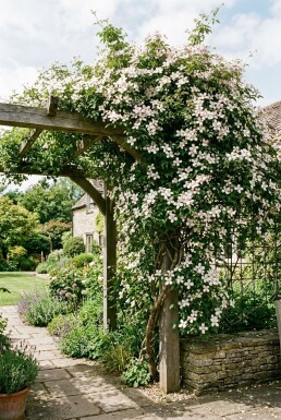 Clematis montana mix med opstammet 80-100 cm C2