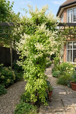 Fallopia baldschuanica på stok 150-175 cm C5