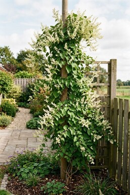 Fallopia baldschuanica opstammet 70 cm C2